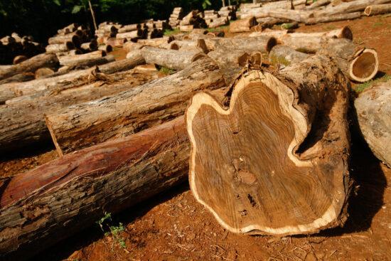 TEAK (Tectona grandis)