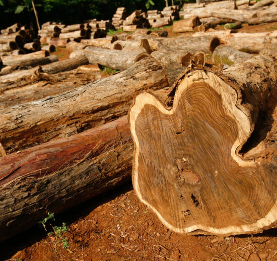 TEAK (Tectona grandis)